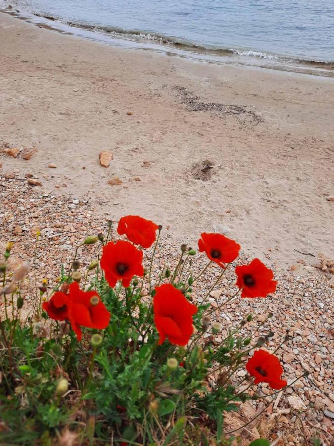New Sea Escape Boutique Apt-Agii Aposto Li Beach Chania  Eksteriør billede
